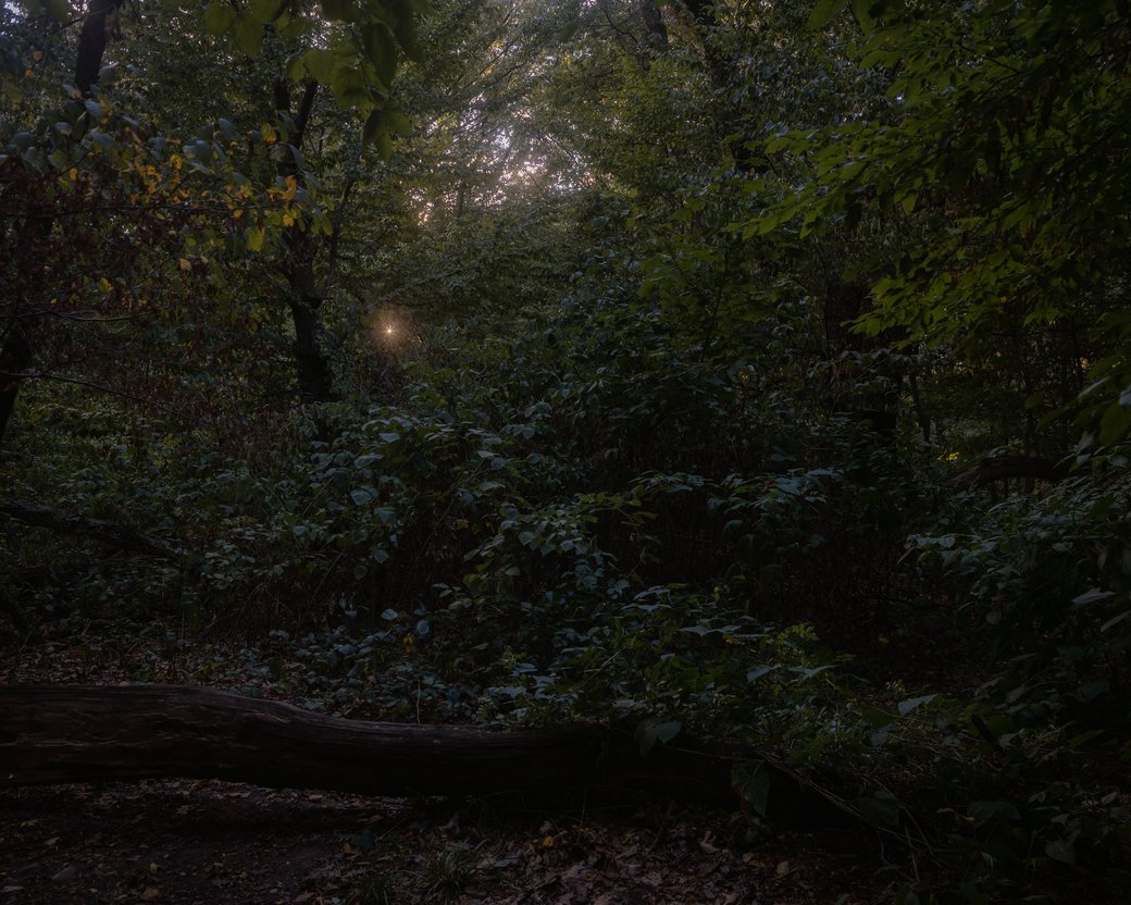 Sunlight filtering through dense green trees in a wooded area.